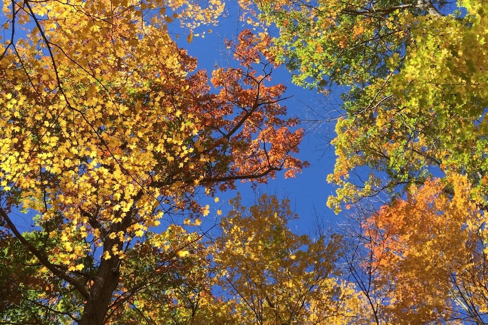 A forest with autumn-colored leaves against a clear blue sky.