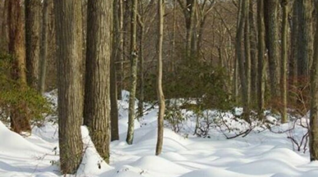 Love walking in newly fallen snow.