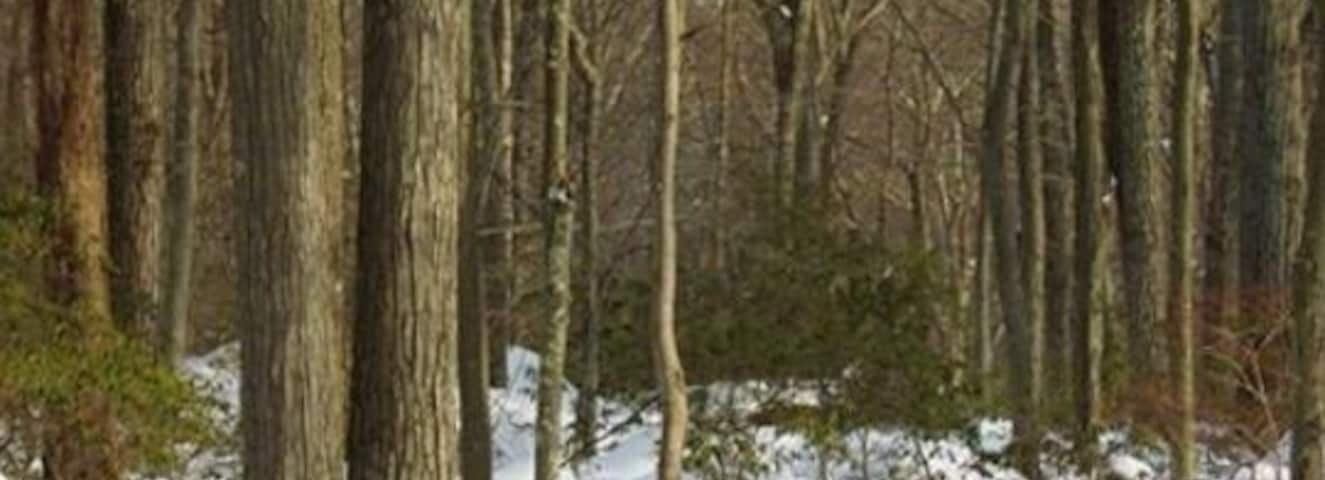 Love walking in newly fallen snow.