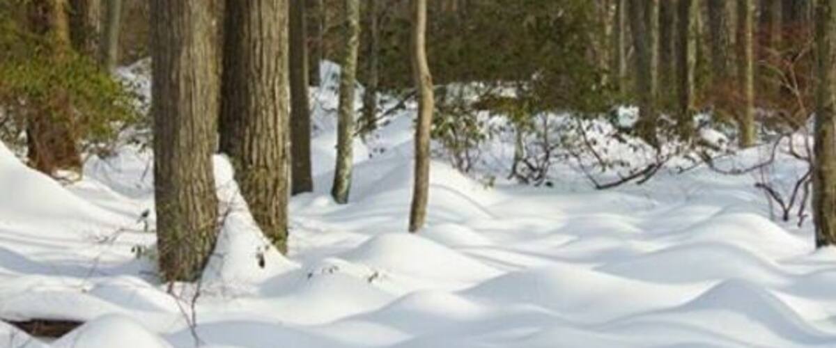 A snowy forest with tall trees and a snow-covered ground.
