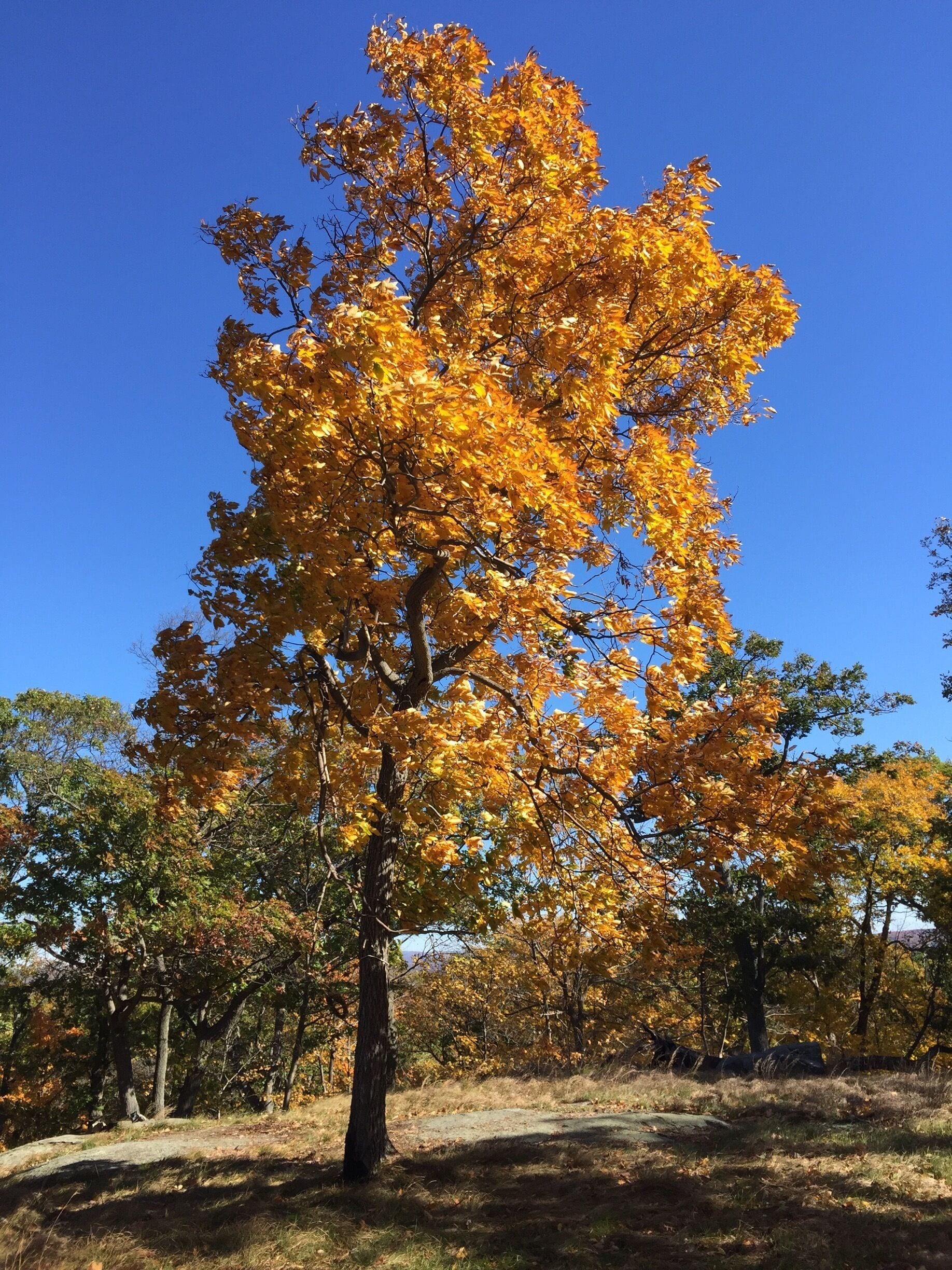 Lonely tree on top of the ridge, I thought it's colors are a nice contrast to the deep blue sky 