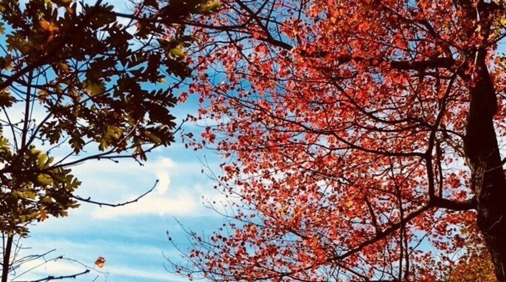 Seven Lakes in Harriman State Park is a wonderful place for fall foliage peeping. Under turquoise sky all leaves are filled with brilliant,red orange and yellow colors, it is stunning and breathtaking scenery.
#TakeAHike Travel Photo