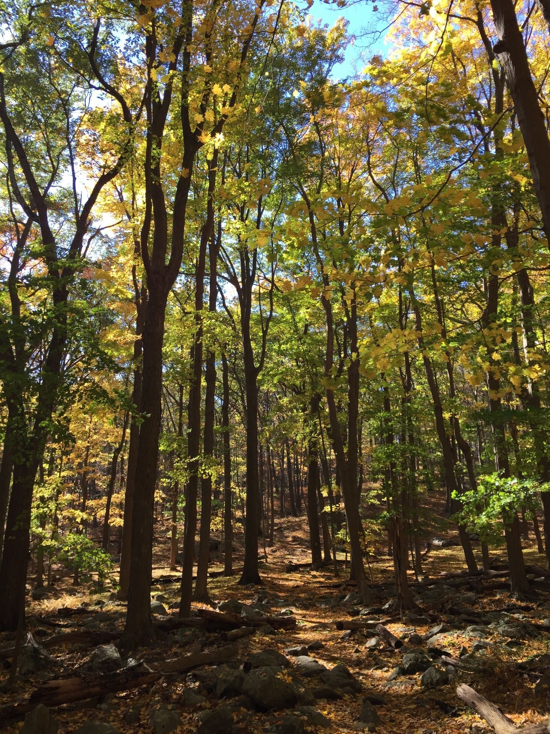 The trail starts from the northern side of Silver Mine Lake parking lot and goes up across the Seven Lake Drive up to the lean to on top of the ridge, not much of a view but a nice, easy walk among the trees. 
