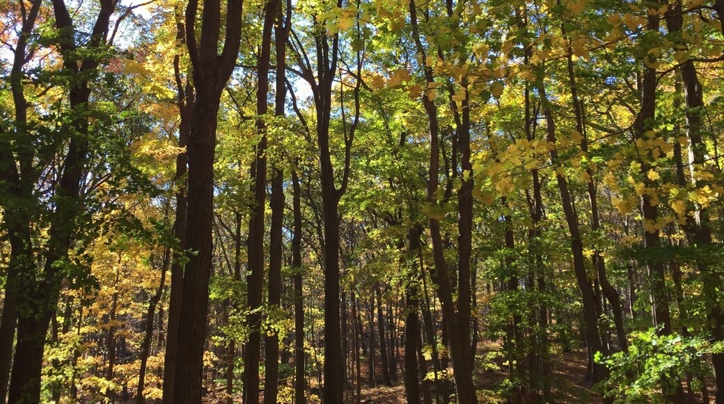 The trail starts from the northern side of Silver Mine Lake parking lot and goes up across the Seven Lake Drive up to the lean to on top of the ridge, not much of a view but a nice, easy walk among the trees.