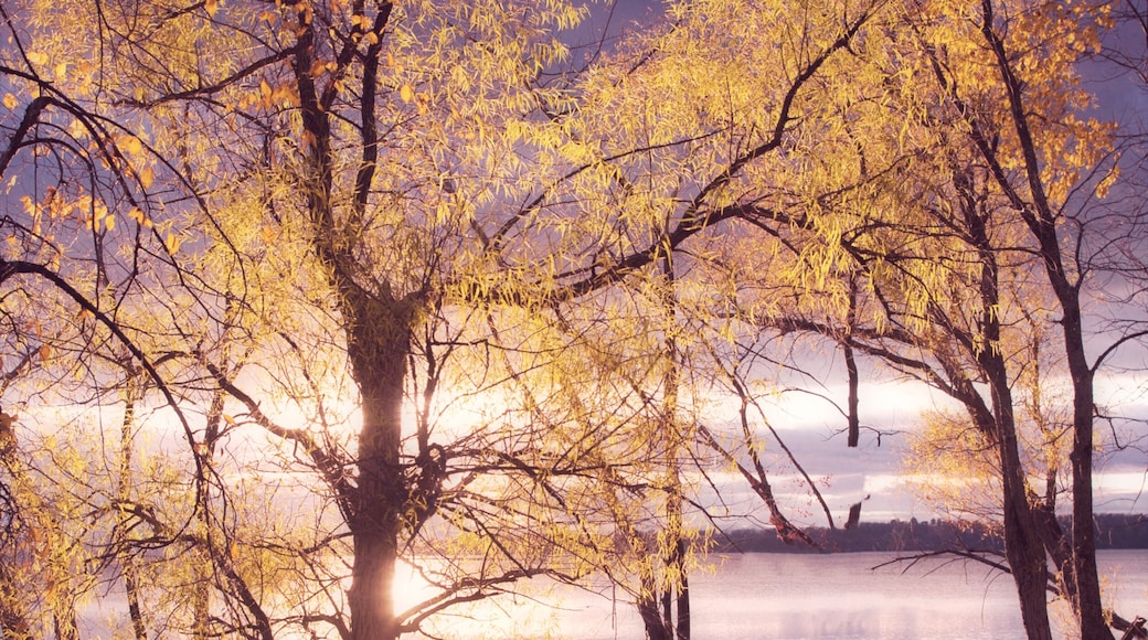 Autumn trees along Lake Champlain in Miton, Vermont.