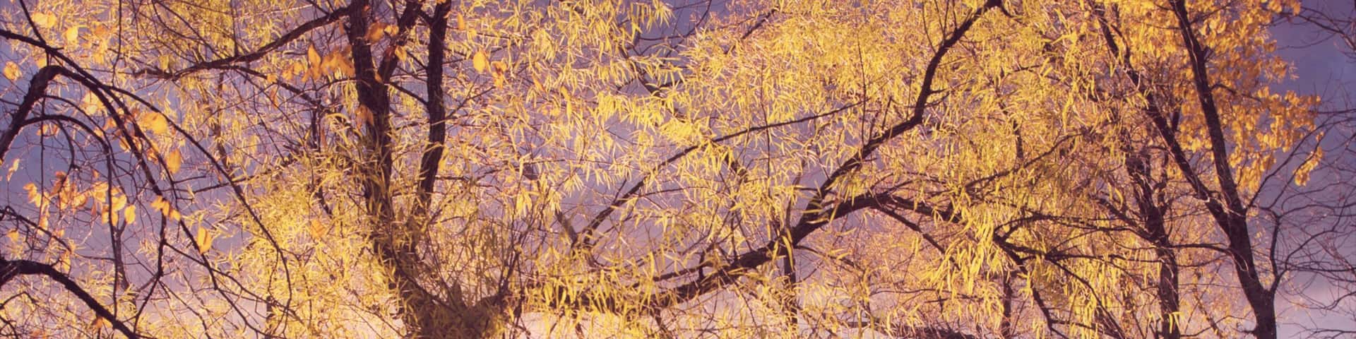 Autumn trees along Lake Champlain in Miton, Vermont.