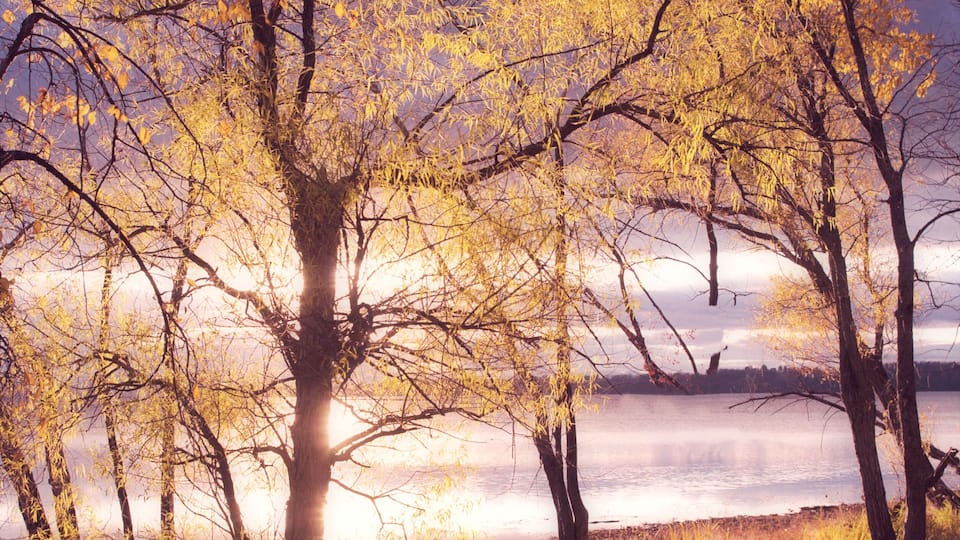 A forest with autumn-colored trees and a lake in the background.
