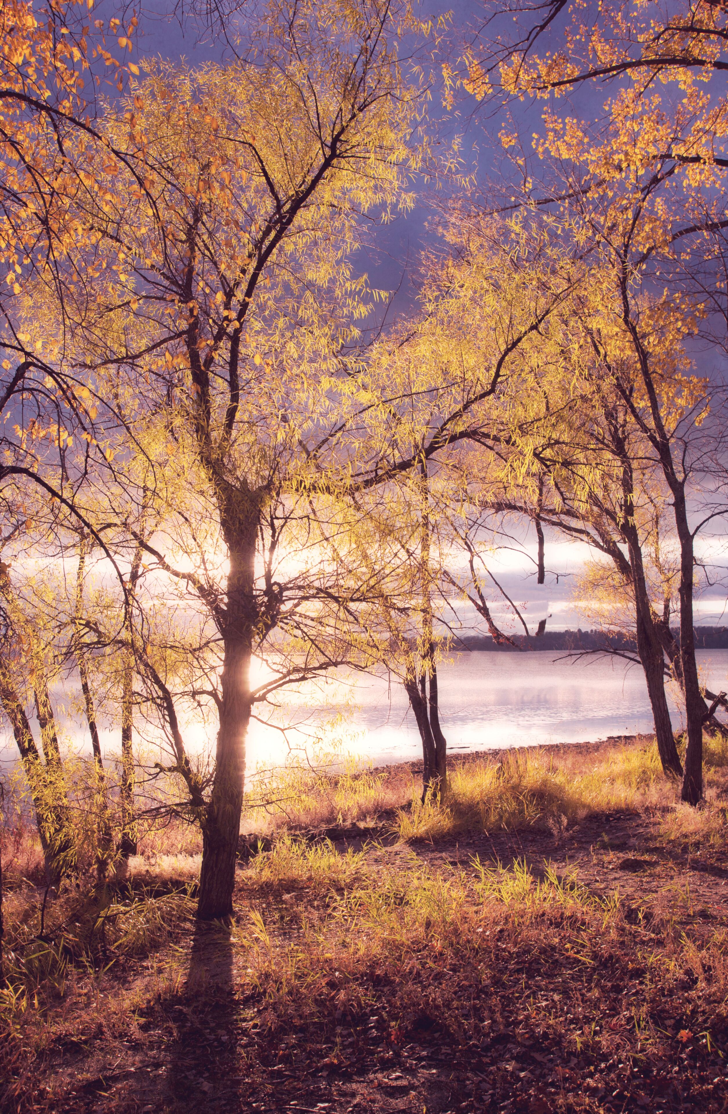 A forest with autumn-colored trees and a lake in the background.