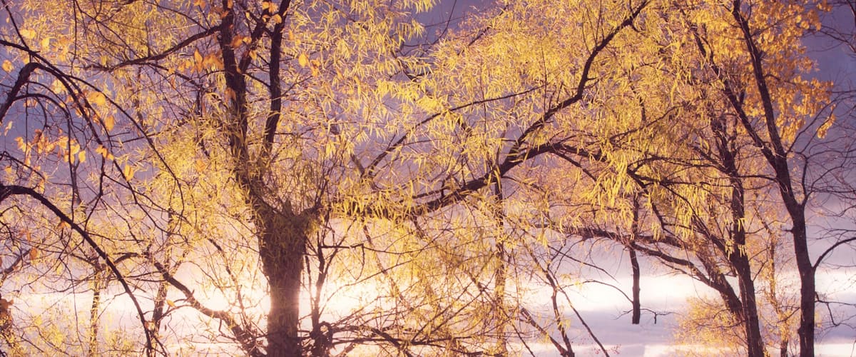 A forest with autumn-colored trees and a lake in the background.