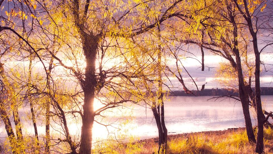 A forest with autumn-colored trees and a lake in the background.