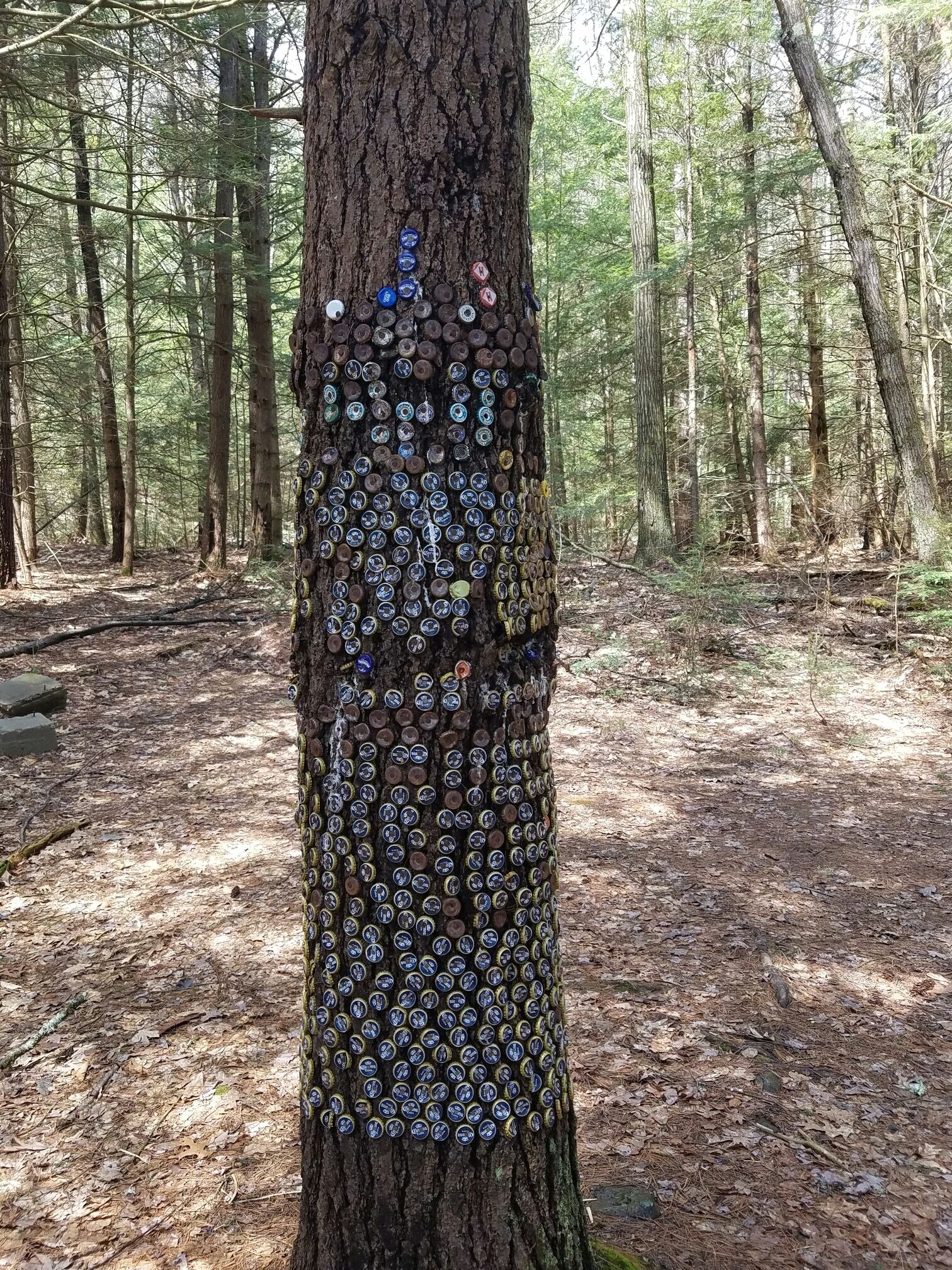 Found this tree in the woods while hiking