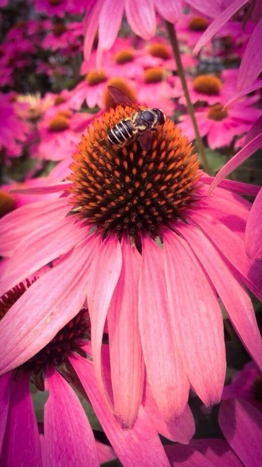 I have a soft spot for bees 🐝