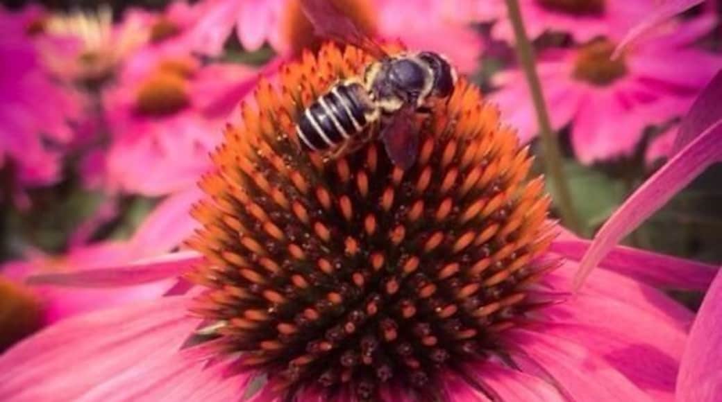 I have a soft spot for bees 🐝