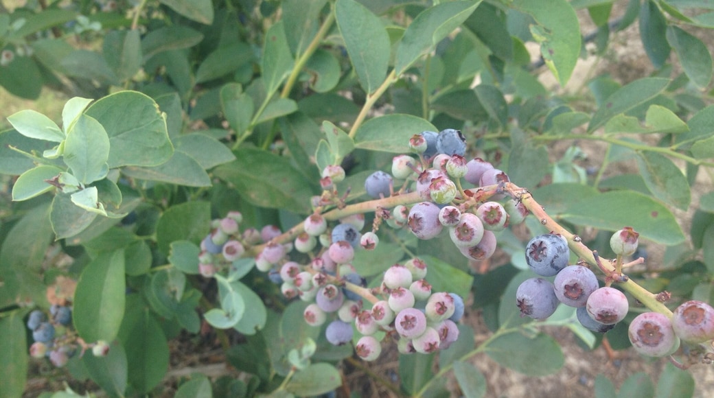 A fun place to pick blueberry, enjoy great yogurt, and eat yummy pastry (๑´ڡ`๑)
