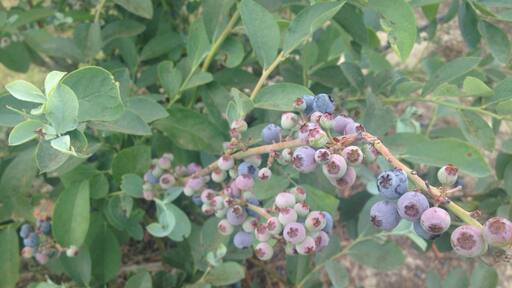 A fun place to pick blueberry, enjoy great yogurt, and eat yummy pastry (๑´ڡ`๑)