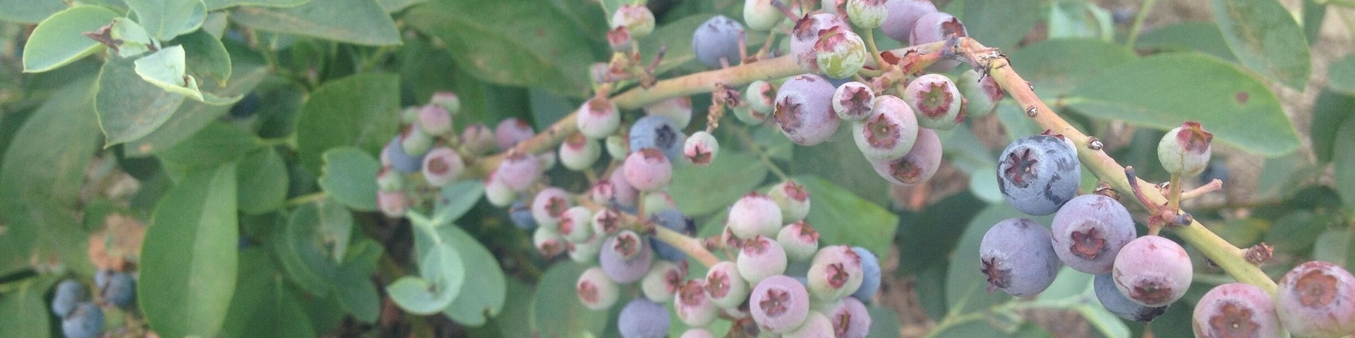 A fun place to pick blueberry, enjoy great yogurt, and eat yummy pastry (๑´ڡ`๑)