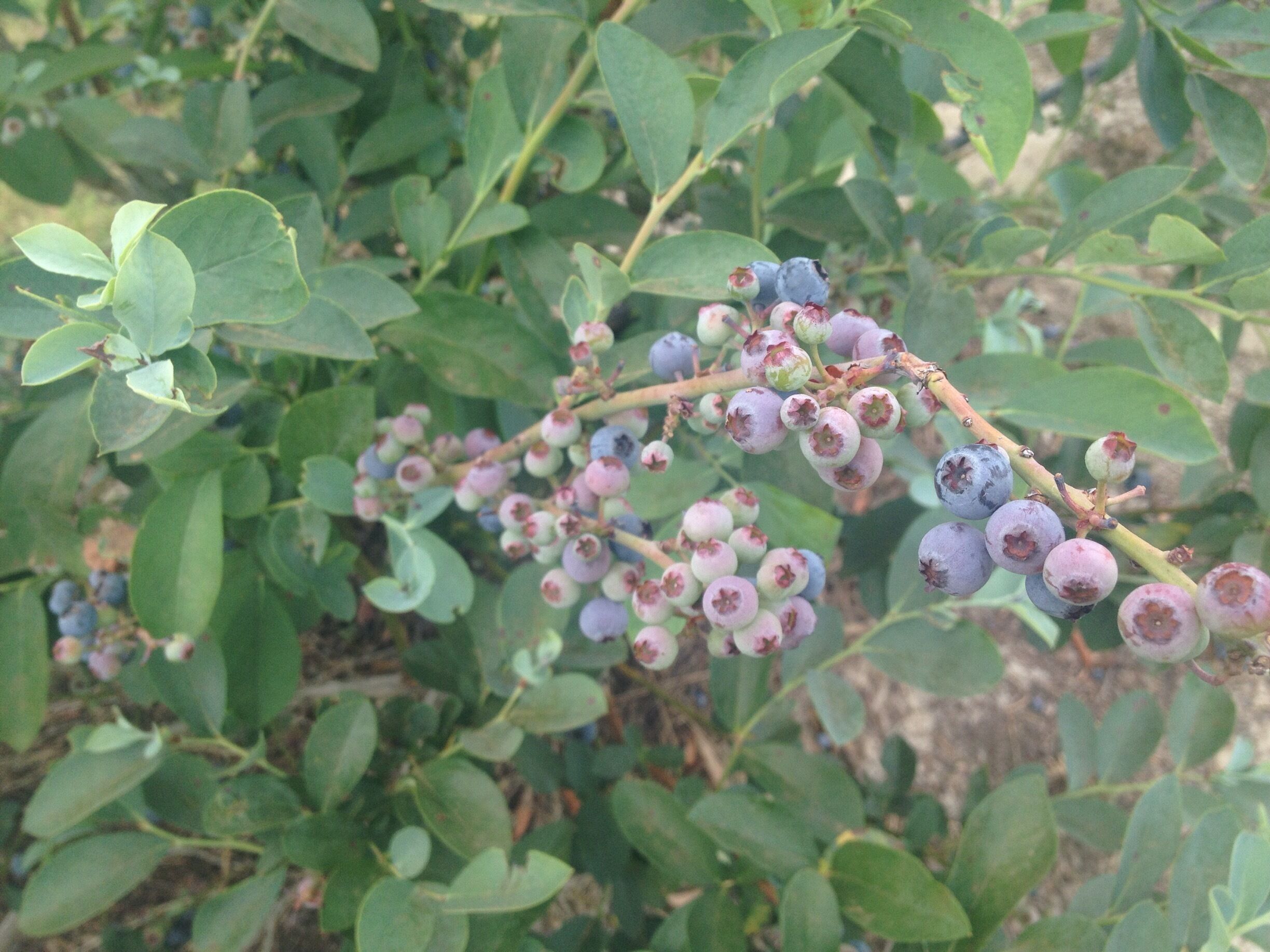 A plant with clusters of small, round, purple berries and green leaves.