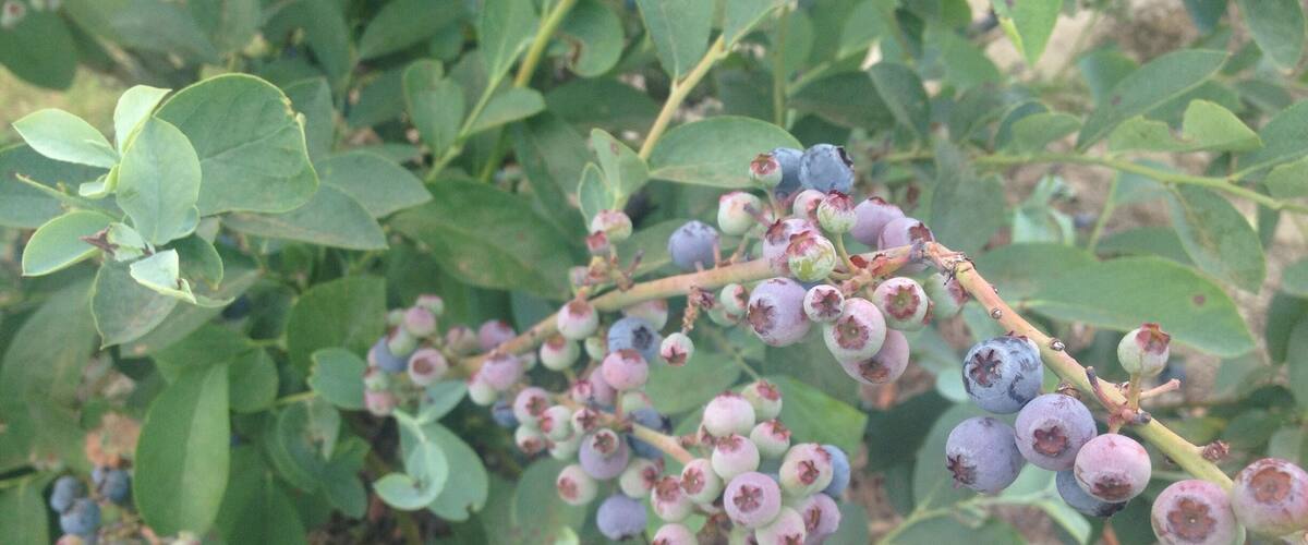 A plant with clusters of small, round, purple berries and green leaves.