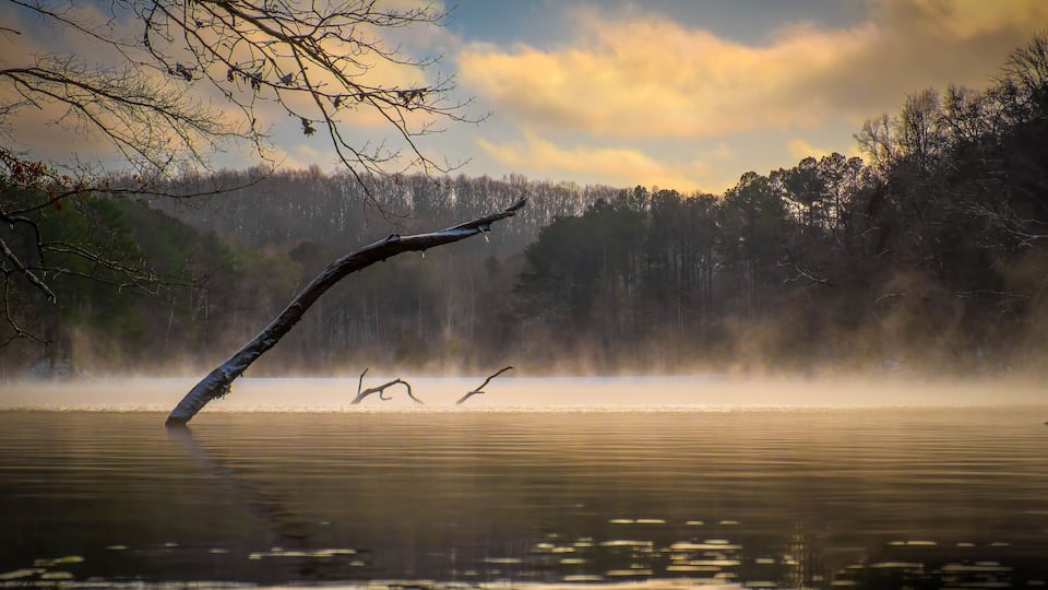 A calm lake with a fallen tree in the foreground, surrounded by a forest.