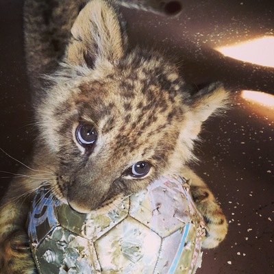 Who wouldn't want to play soccer with a #lion?