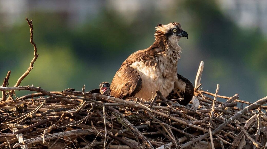 An Osprey and her young ones on the Potomac.