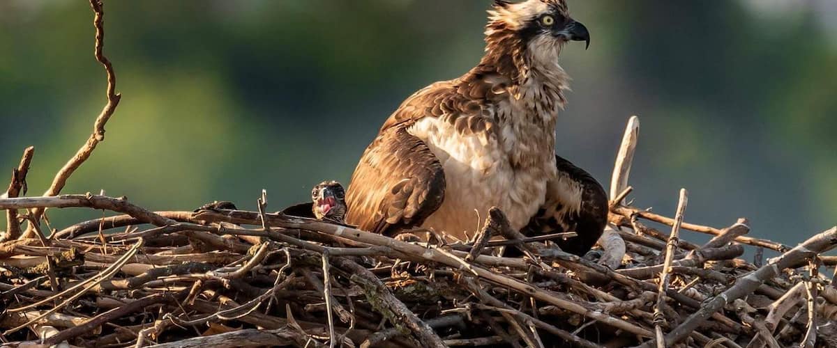 An Osprey and her young ones on the Potomac.