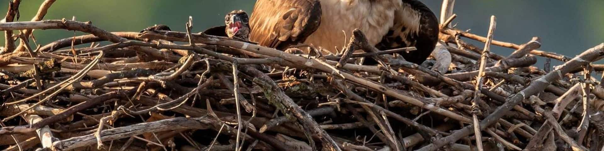 An Osprey and her young ones on the Potomac.