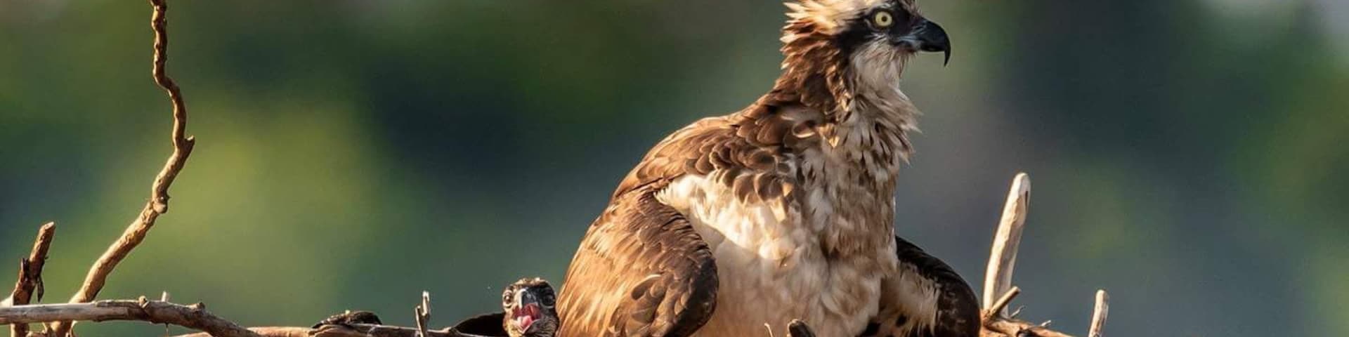 An Osprey and her young ones on the Potomac.