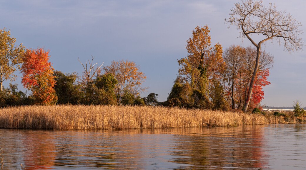 Island with Golden Grasses on a Sunny Morning with Bridge in Background