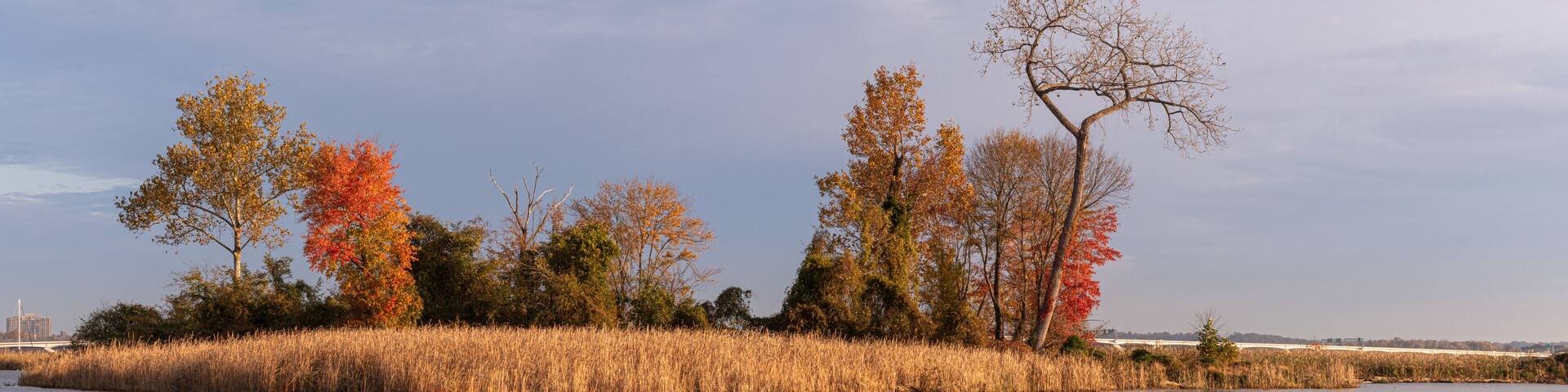 Island with Golden Grasses on a Sunny Morning with Bridge in Background