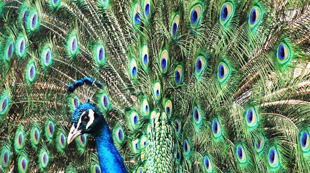 My Indigo Blue Peacock, Pete!