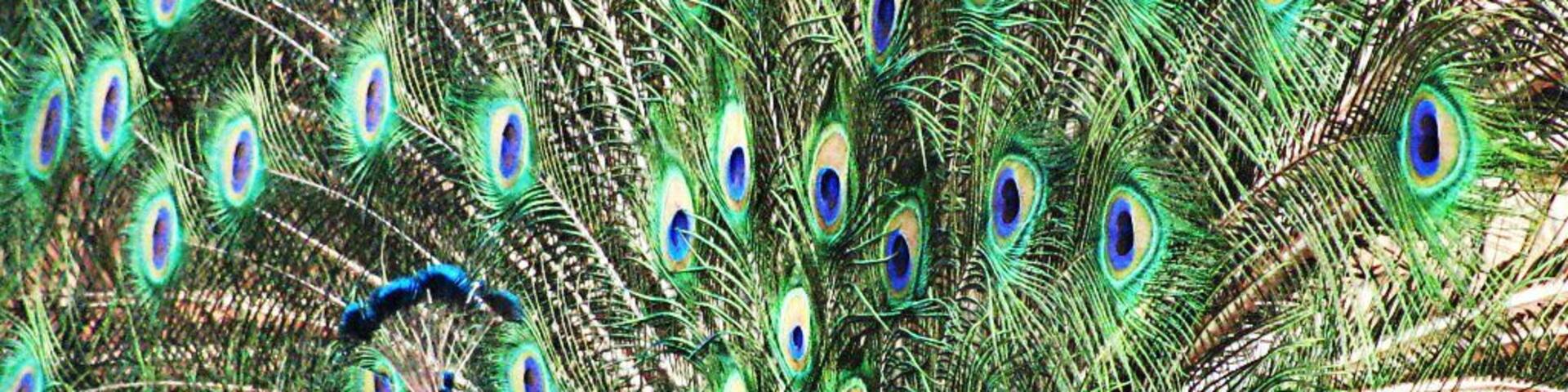 My Indigo Blue Peacock, Pete!