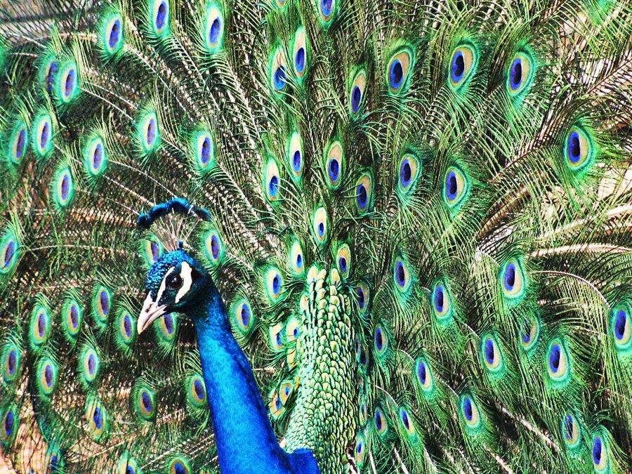 My Indigo Blue Peacock, Pete!