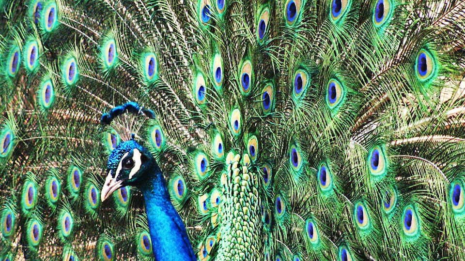 A peacock with vibrant blue and green plumage and eye-catching tail feathers.