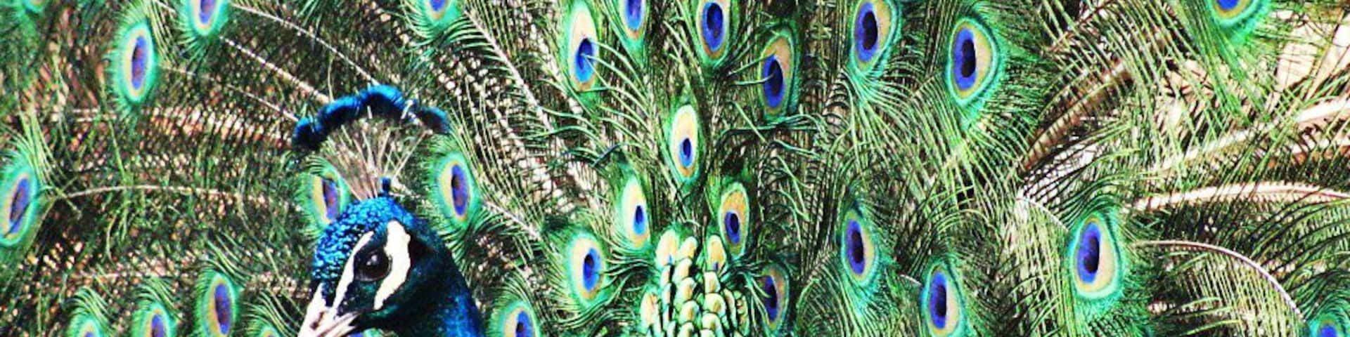 My Indigo Blue Peacock, Pete!