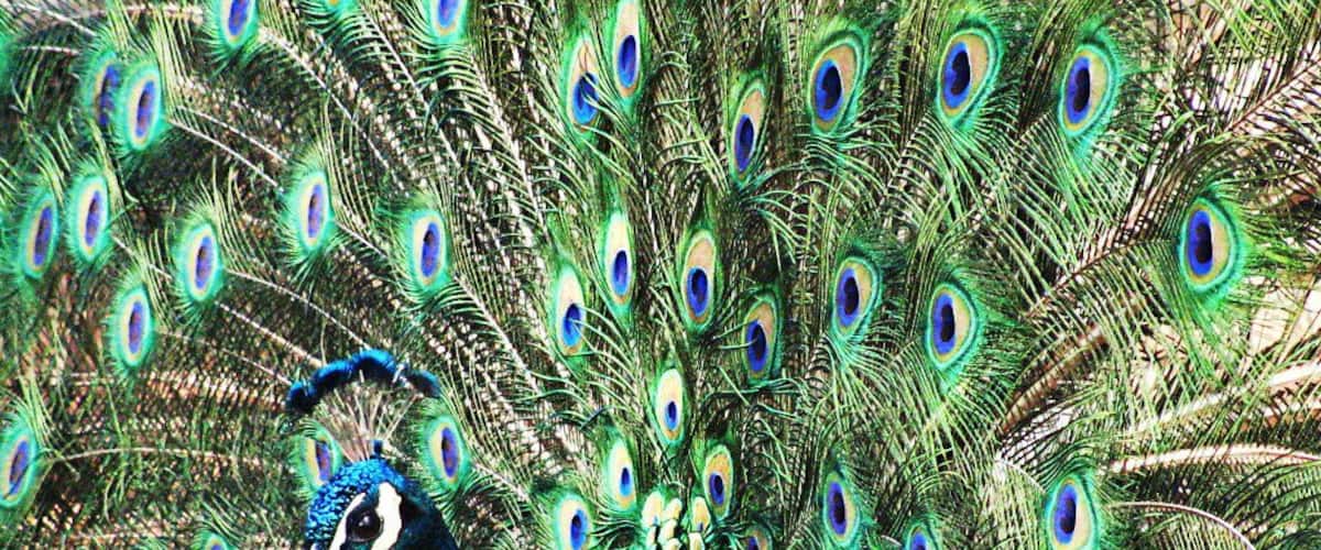 A peacock with vibrant blue and green plumage and eye-catching tail feathers.