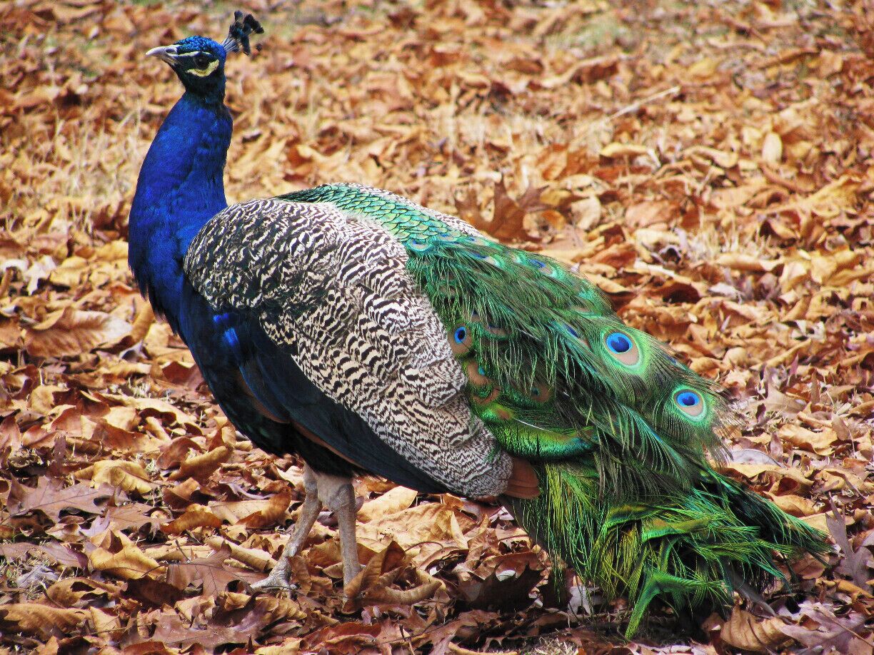 Pete the Peacock.