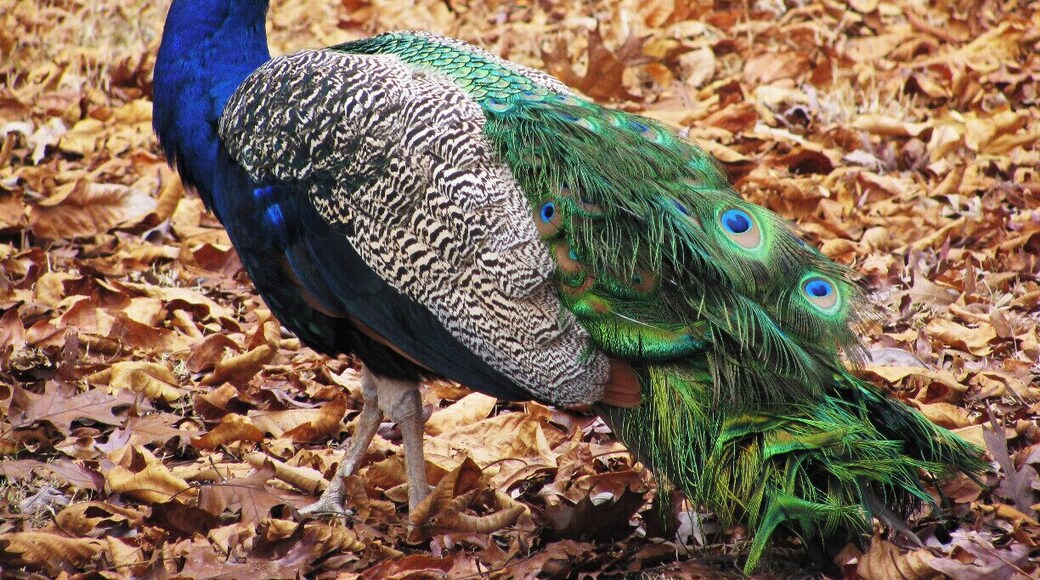 Pete the Peacock.
