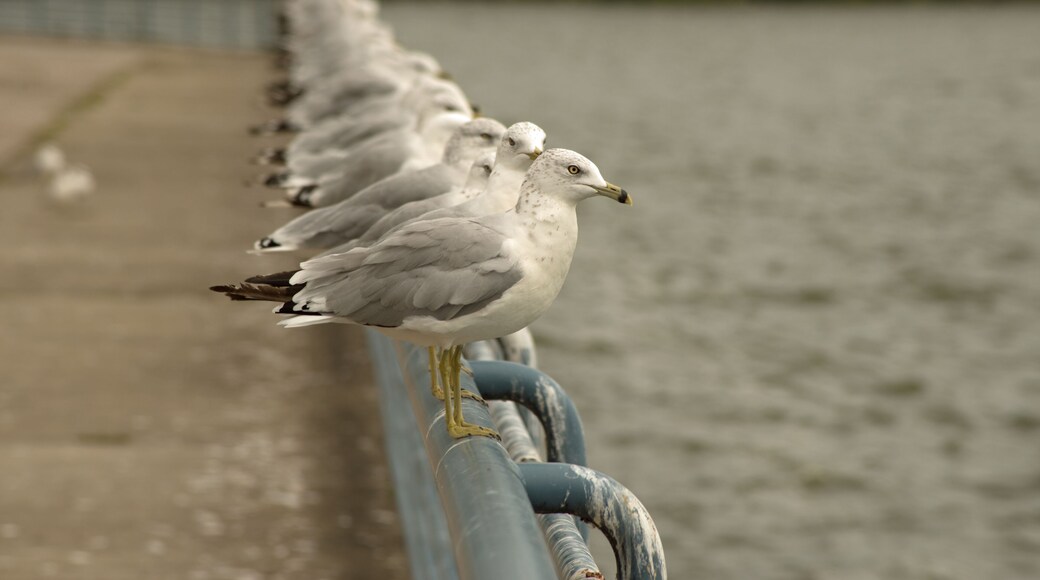 Colony of seagulls lined up in a row on steel railing at Pymatuning reservoir spillway