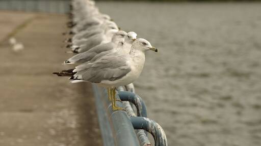 Colony of seagulls lined up in a row on steel railing at Pymatuning reservoir spillway