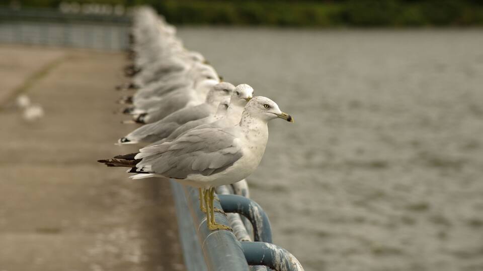 A row of seagulls perched on a metal railing by a body of water.