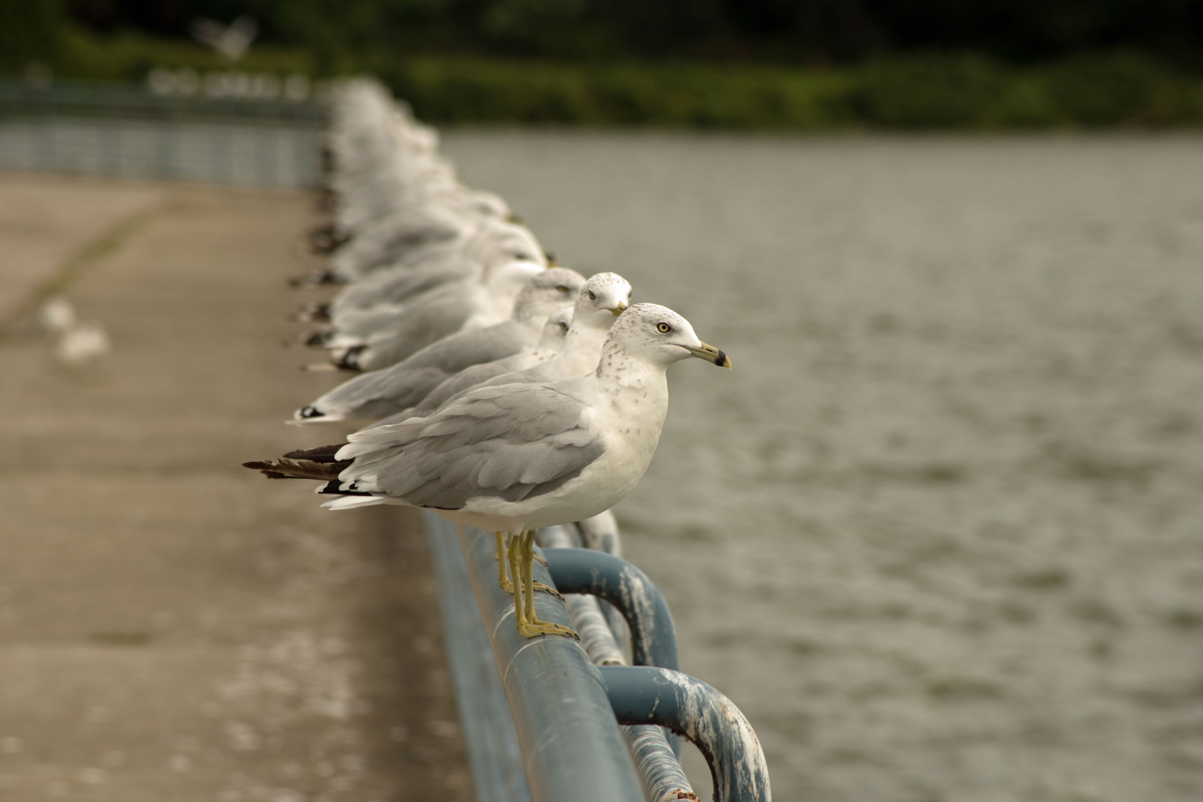 A row of seagulls perched on a metal railing by a body of water.