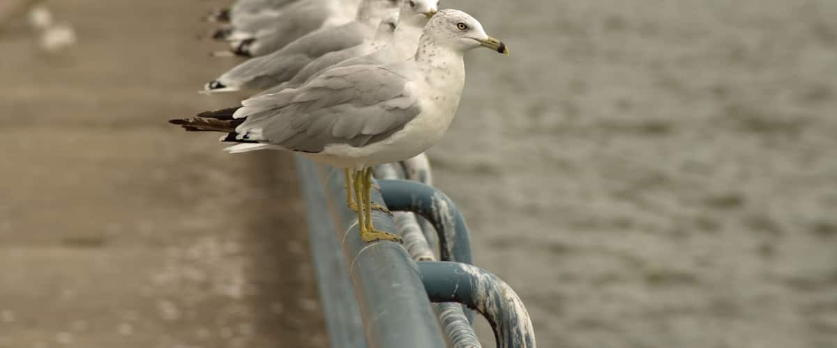 A row of seagulls perched on a metal railing by a body of water.