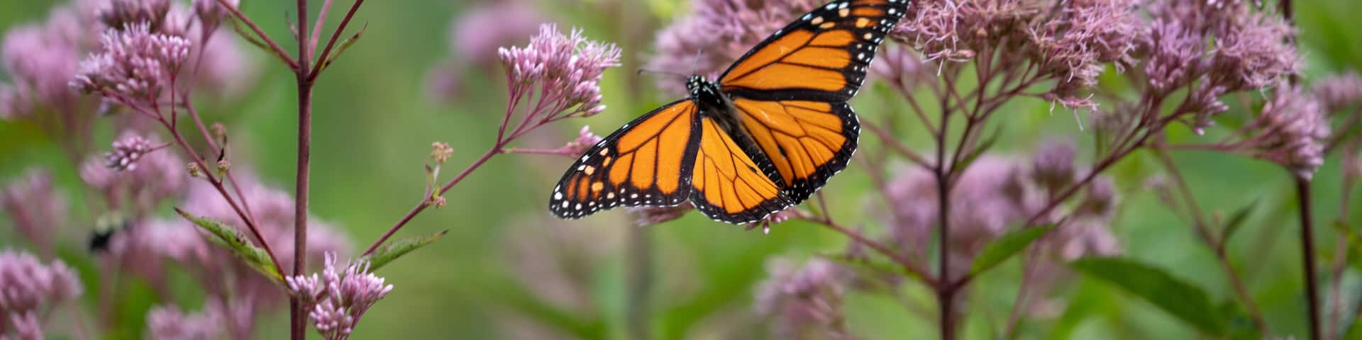 Monarch butterfly on Joe Pye Weed flowers at the Parris Glendening Nature Sanctuary Butterfly Garden in Lothian Anne Arundel County Southern Maryland USA