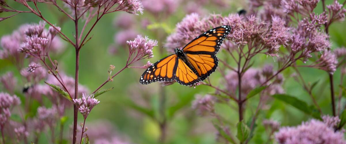 A monarch butterfly on pink flowers.