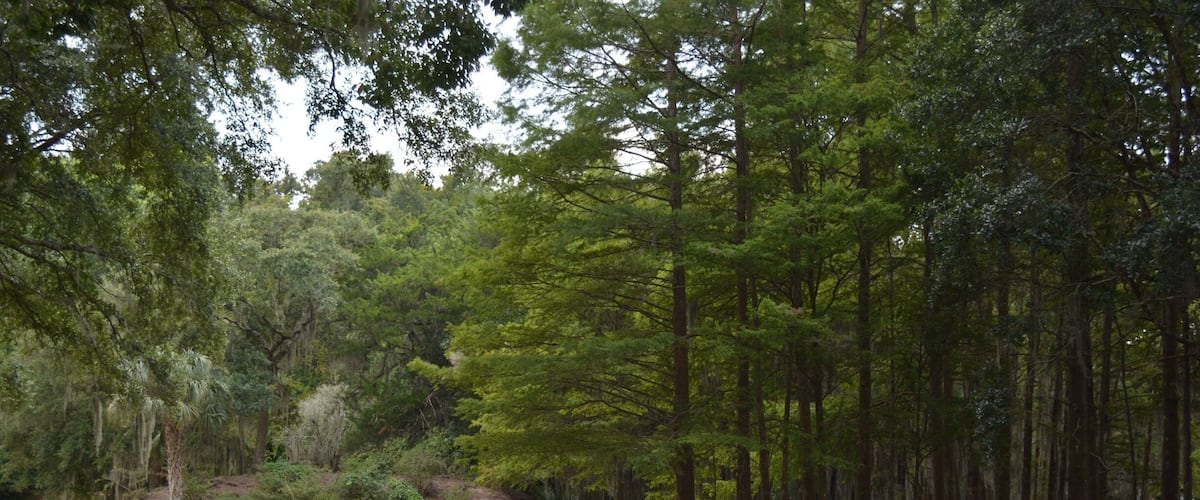 A stone bridge over a pond in a forested area with tall trees.