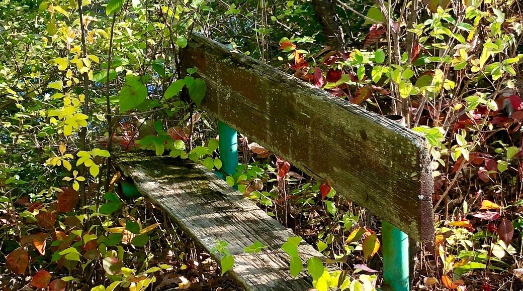Ran a cross this forgotten bench along the Kennebec River in Waterville Maine while biking a dirt path.