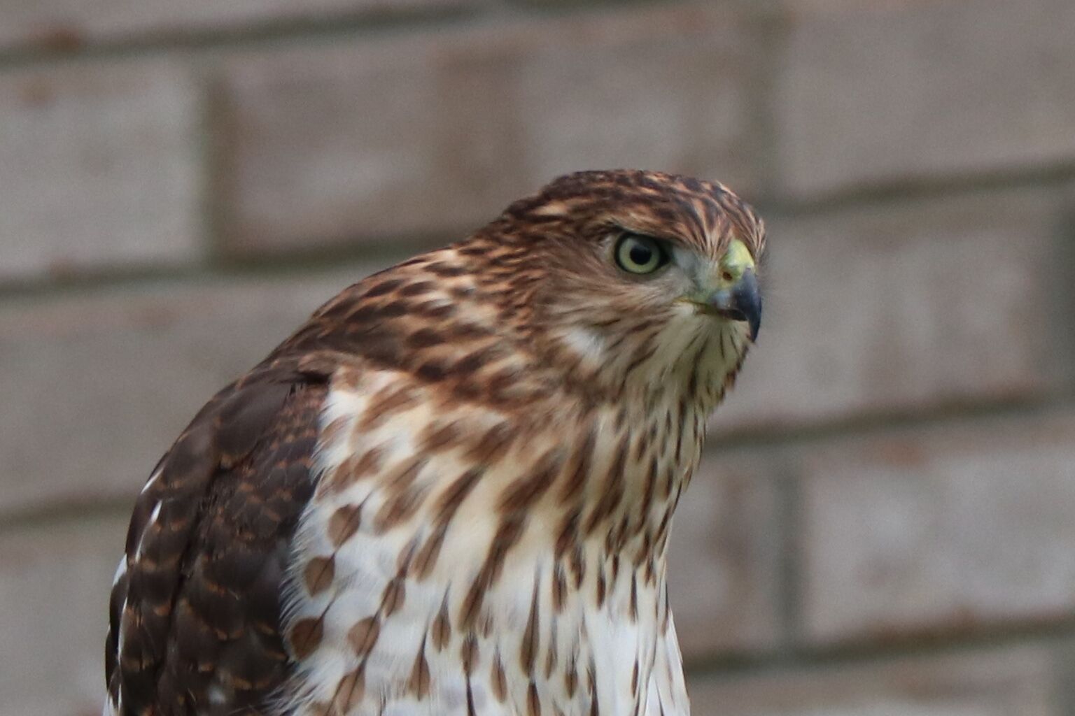 Red tailed hawk caught perching on my backyard fence