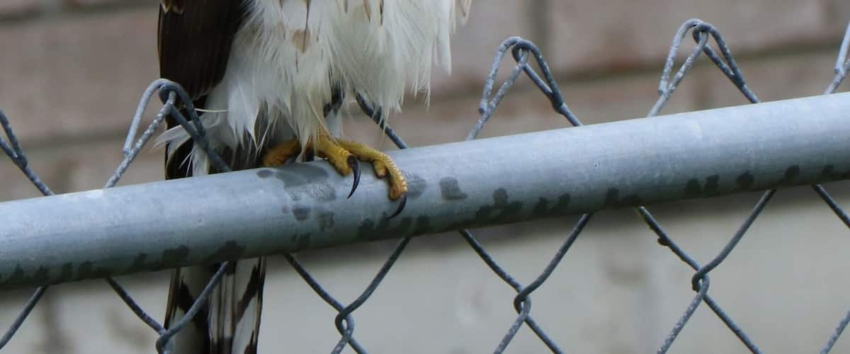 Red Tailed Hawk perched on my backyard fence