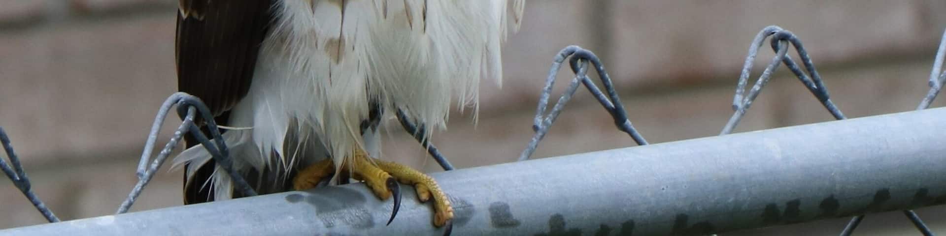Red Tailed Hawk perched on my backyard fence